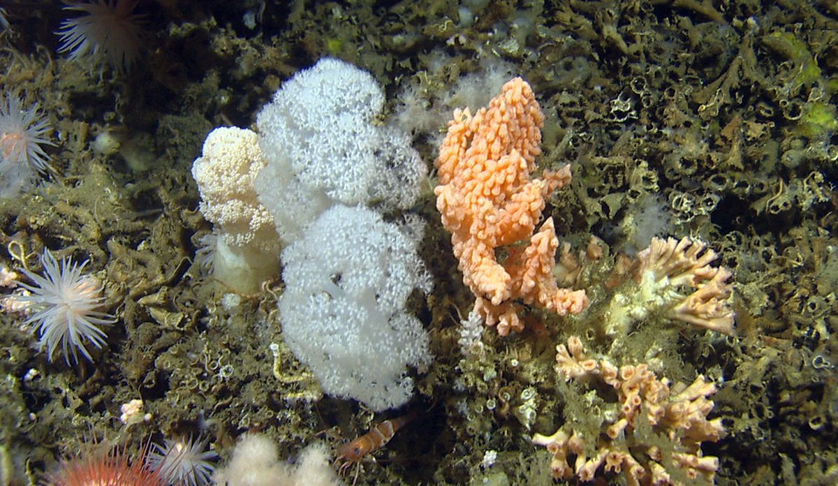 
blomkålkoraller på havbunnen