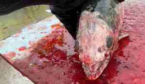 En død fisk som er hardt skadet. Den mangler hud på hodet.