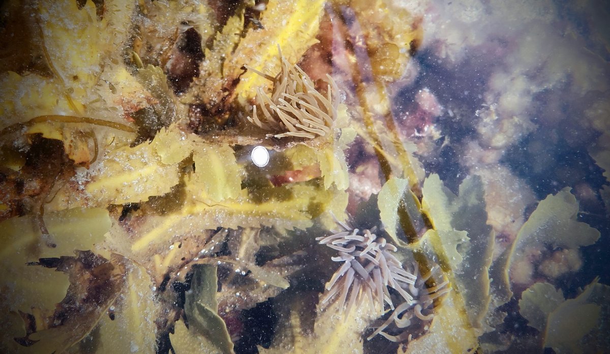 Foto Terje van der Meeren sjøanemoner i tangen