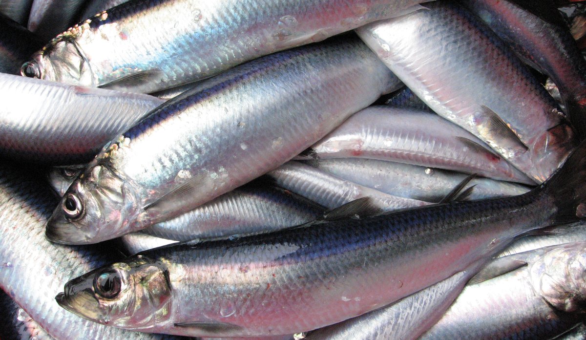 
North Sea herring