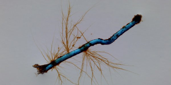 

En avlang mikroplast-bit med alger som vokser ut fra sidene