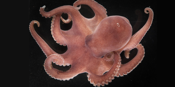 

En åttearmet blekksprut med rødlig farge mot en svart bakgrunn