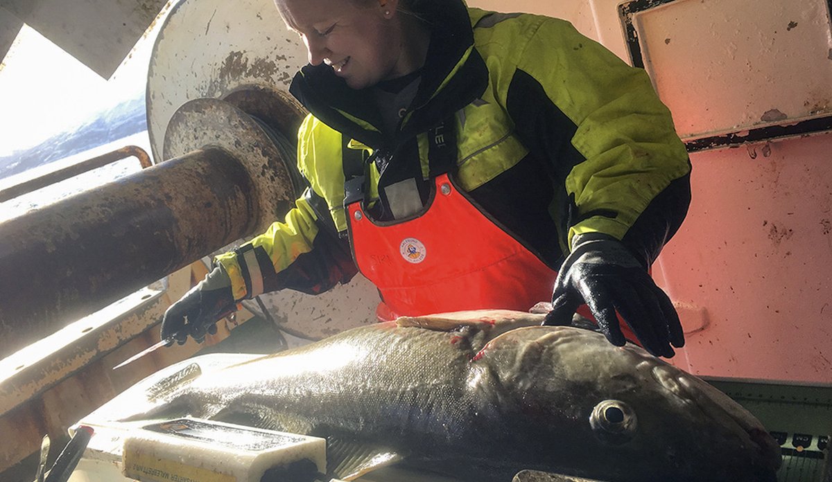 
Tekniker Siri Olsen måler en stor torsk om bord på et forskningsfartøy. Torsken ligger på en arbeidsbenk.