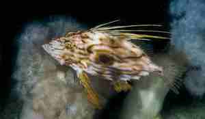 Fotografi av sanktpetersfisk (Zeus faber)