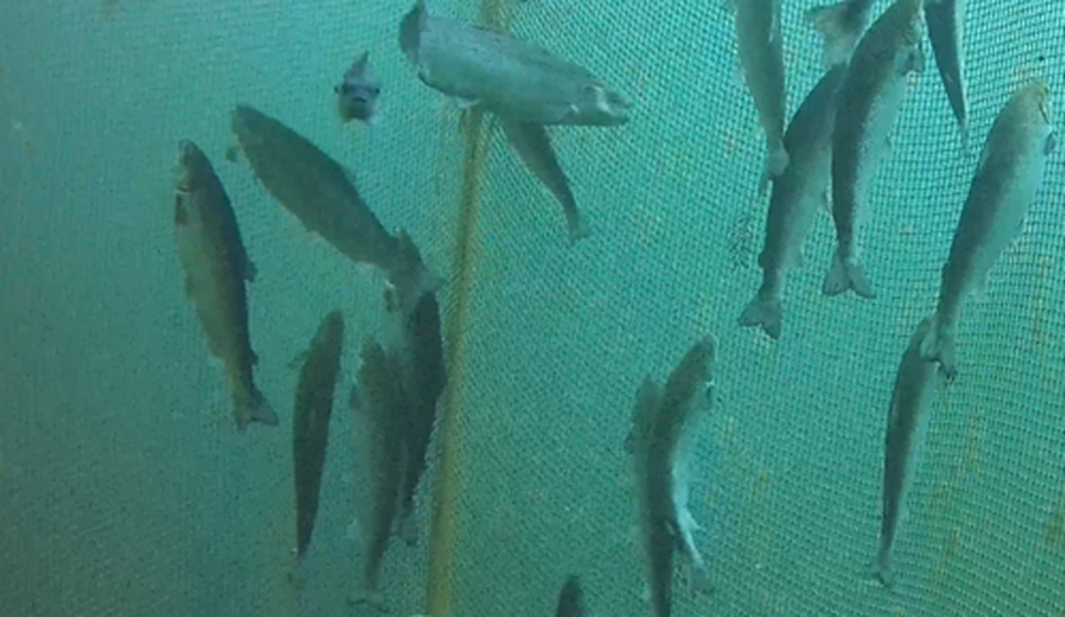 Oppdrettsfisk som ligger vertikalt i vannet i en merd.
