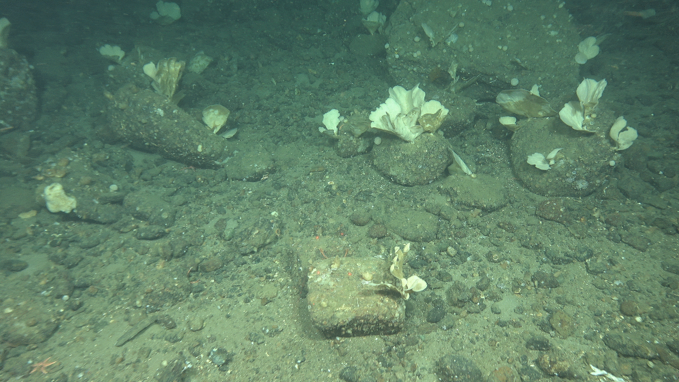 Photo of boulders cobbles and stones on the sea floor with many upright fan shaped sponges attached to them