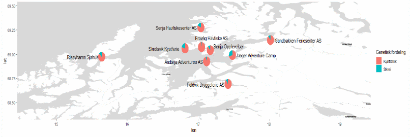 Figur 41 : Forholdet, basert på genetiske analyser, mellom kysttorsk og nordøstarktisk torsk (skrei) fisket av turister sommeren 2022 på turistfiskebedrifter i området.