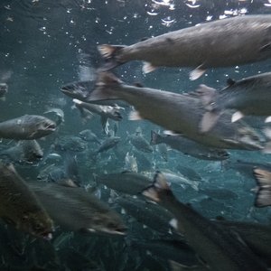 kaotisk strøm av laksefisk som svømmer i alle retninger