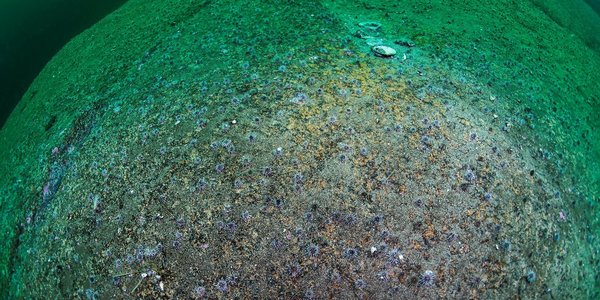 

gold havbunn med mange små kråkeboller spredt utover 
