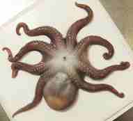 En blekksprut ligger spreidd ut på eit bord