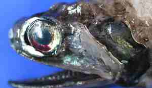 Dyphavsfisken Gymnoscopelus hintonoides med enorme øyne