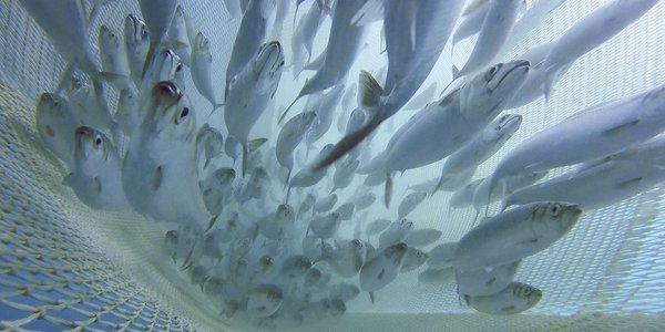 

bilde av sild og makrell inni en trål under vann