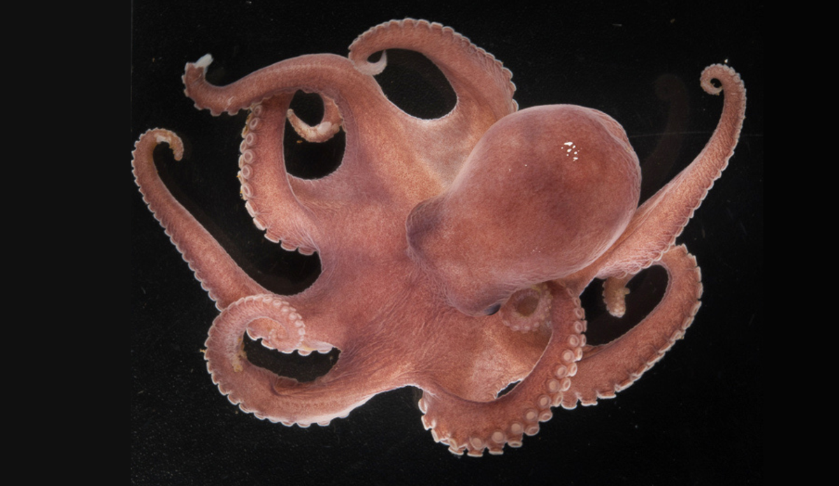 
En åttearmet blekksprut med rødlig farge mot en svart bakgrunn