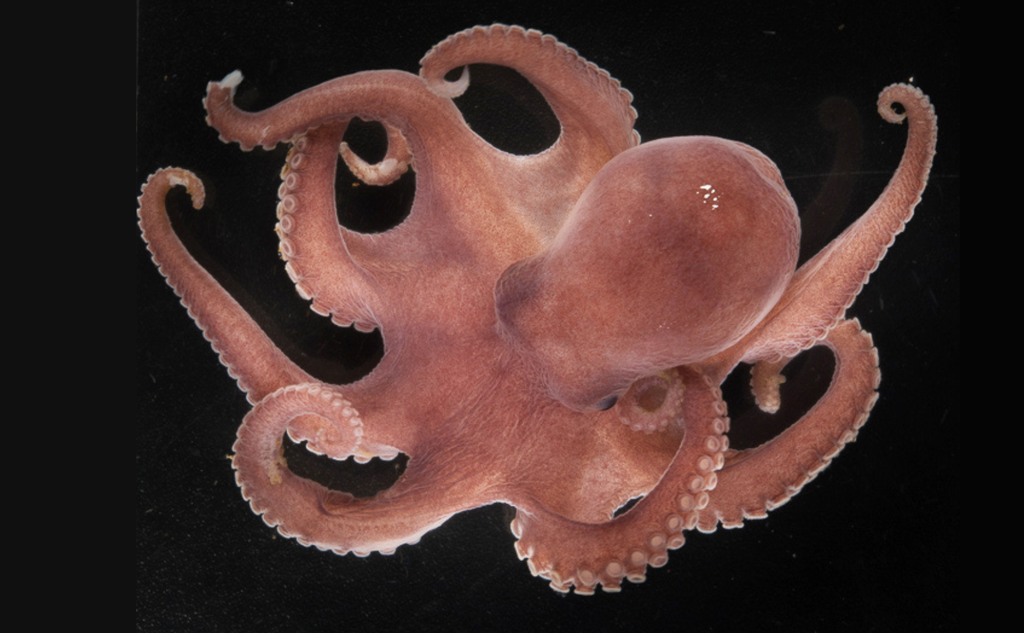 An octopus with eight arms and reddish colour 