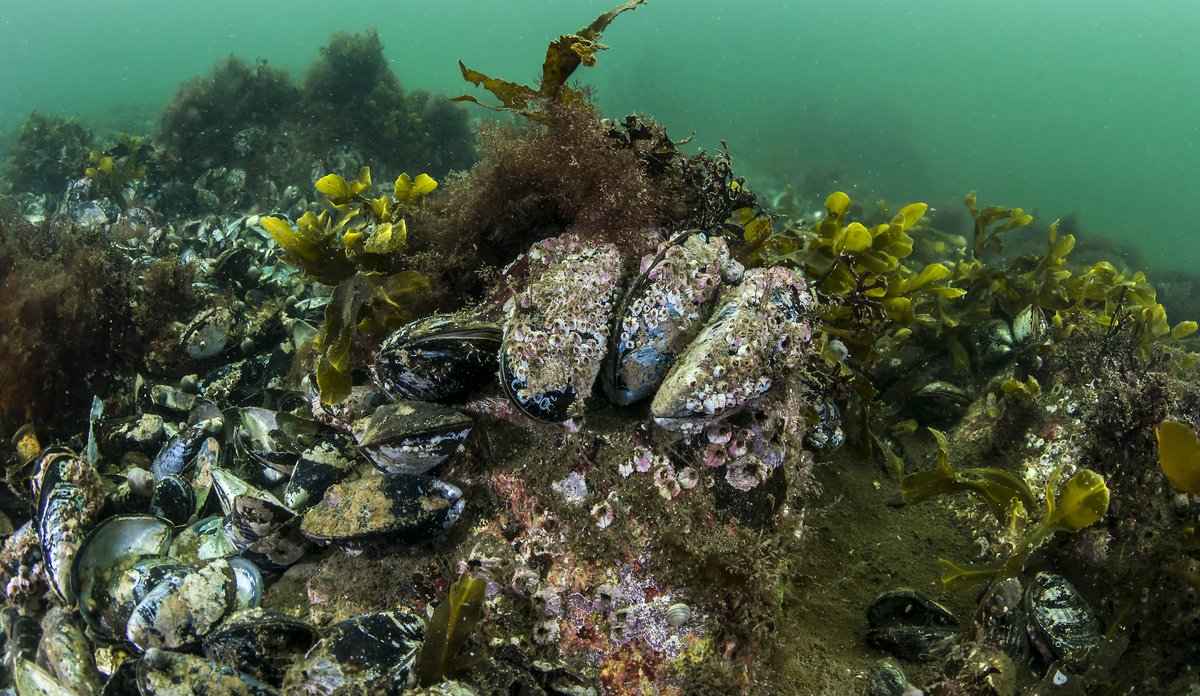 
Undervannsbilde av blåskjell som vokser på stein
