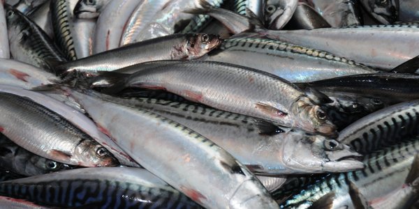 

Stor makrell sammen med liten og stor nvg sild nord i Norskehavet