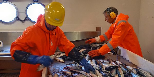 

To menn i arbeidsklær sorterer fisk.