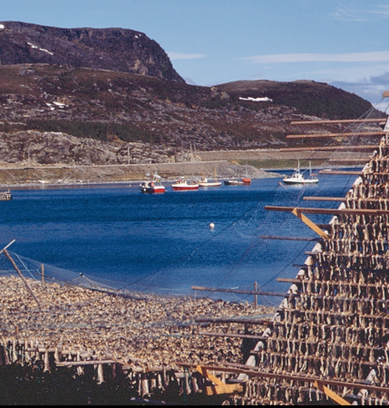 
Porsangerfjorden fisk p%C3%A5 hjell