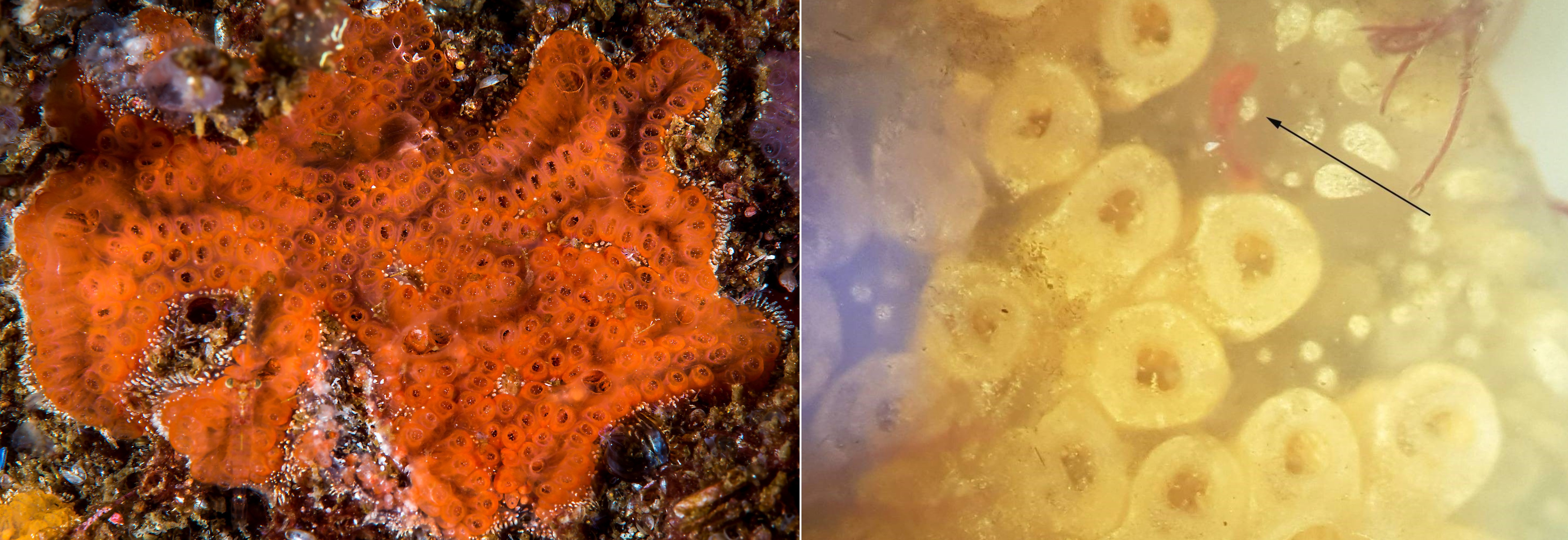 Dette bildet viser Botryllus violaceus til venstre og røde larver til venstre 