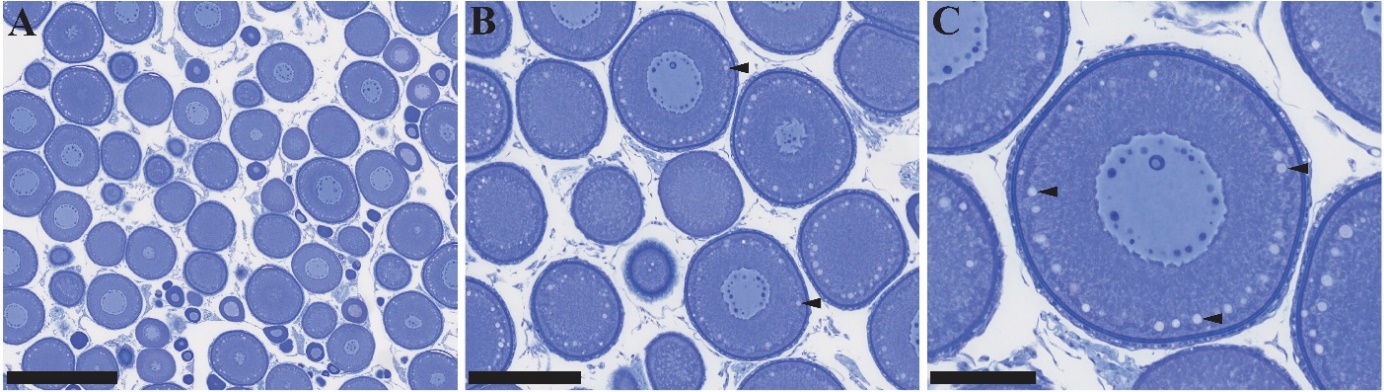 Figuren viser tre bilder av histologiske lysbilder av gonadevev fra hunntorsk i forskjellige forstørrelser. I tillegg til de previtellogene oocyttene, observeres oocytter som presenterer kortikale alveoler, noe som fører til konklusjonen om at dyret er i et tidlig modningsstadium.