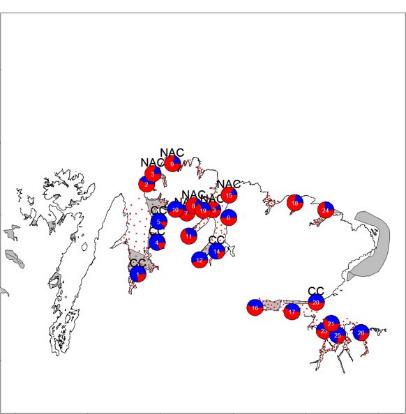 Figur 3 : Resultater fra DNA-analyser av torskeegg fra 2016. Sirklene viser andelen kysttorsk (blå) og skrei (rød), og det grå feltet i bakgrunnen viser en sannsynlighetsfordeling for skreiegg gytt på de ulike gyteområdene basert på driftmodellering.