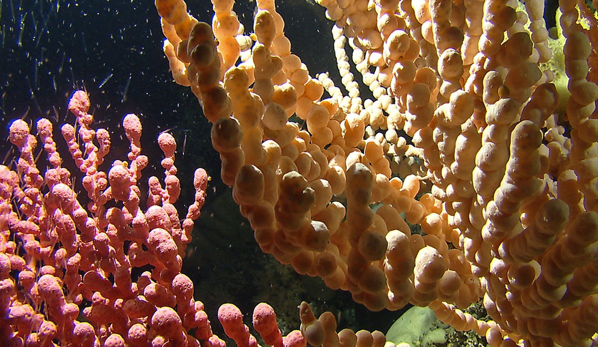 
rosa og gule koraller på havbunnen