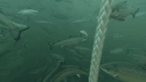Undervannsvideo av laks som svømmer rundt i merd.