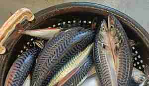 Mange makreller ligger i en balje.