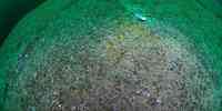 

gold havbunn med mange små kråkeboller spredt utover 